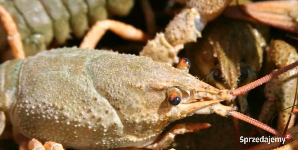 Raki błotne Świdnica sprzedam