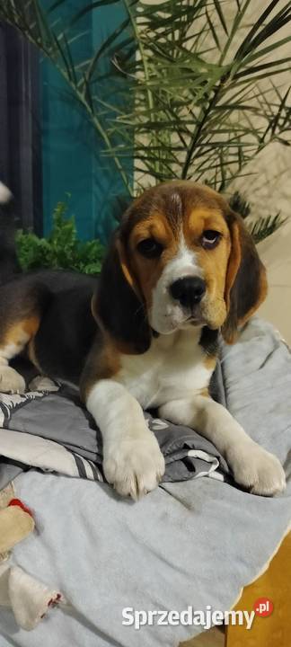 Beagle piękny szczeniak pies Championach Mosina