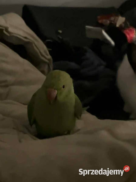 papuga aleksandretta obrożna papużka małopolskie Wadowice sprzedam