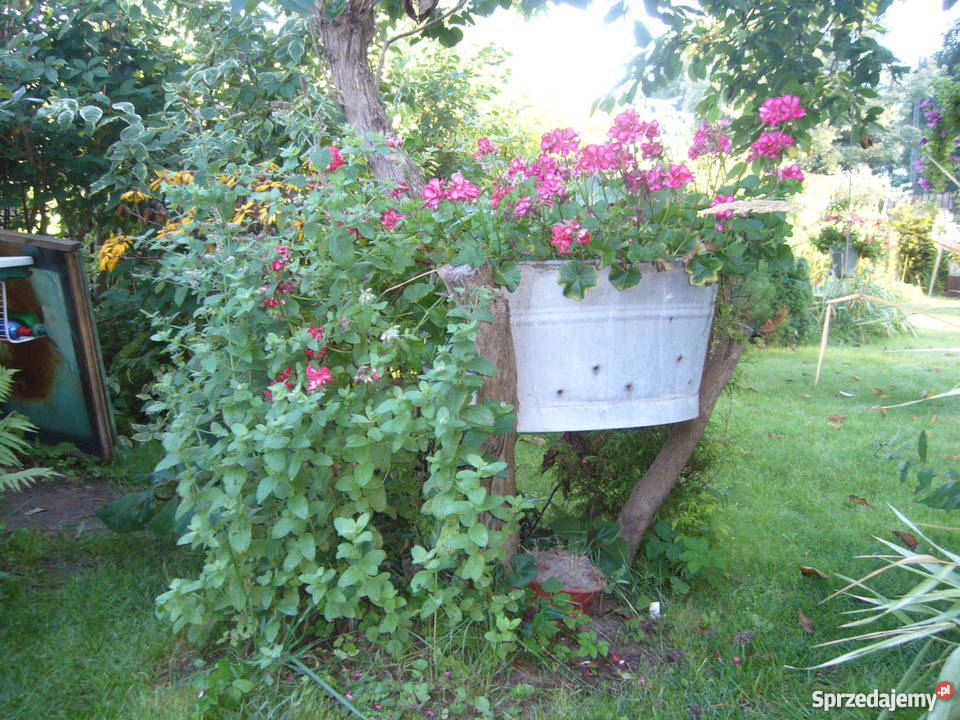 SPRZEDAM DZIAŁKĘ ROD GDAŃSK OWCZARNIA Gdańsk