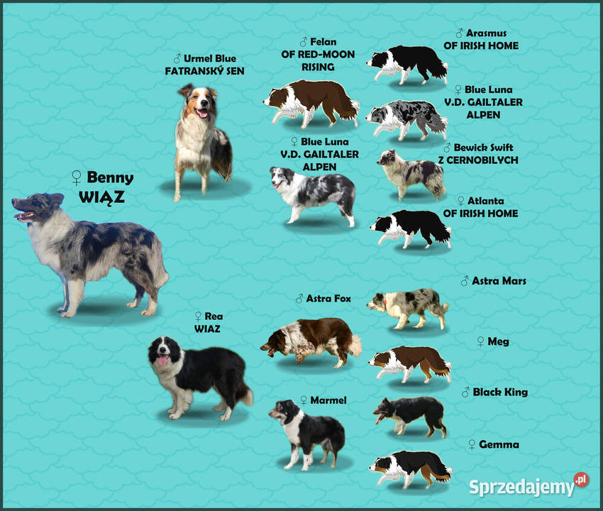Rasowy pies bluemerle Border Collie z pełną dok Pozostałe