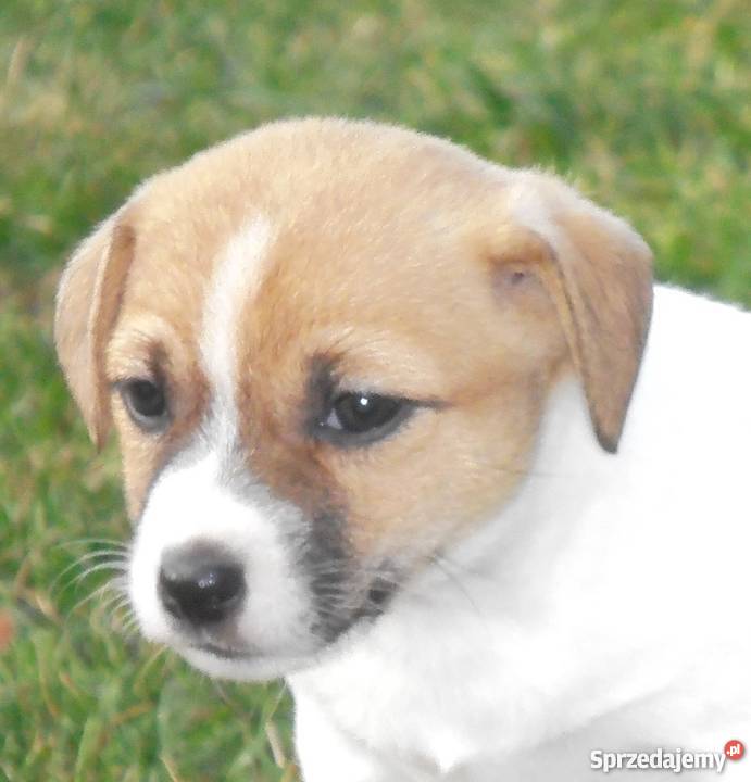 JACK RUSSELL TERRIER 100 GŁADKOWŁOSE metryka FCI mazowieckie Konstancin-Jeziorna
