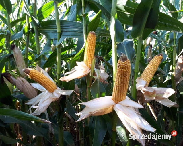 Materiał siewny kukurydza Hulk FAO 250 na Międzychód