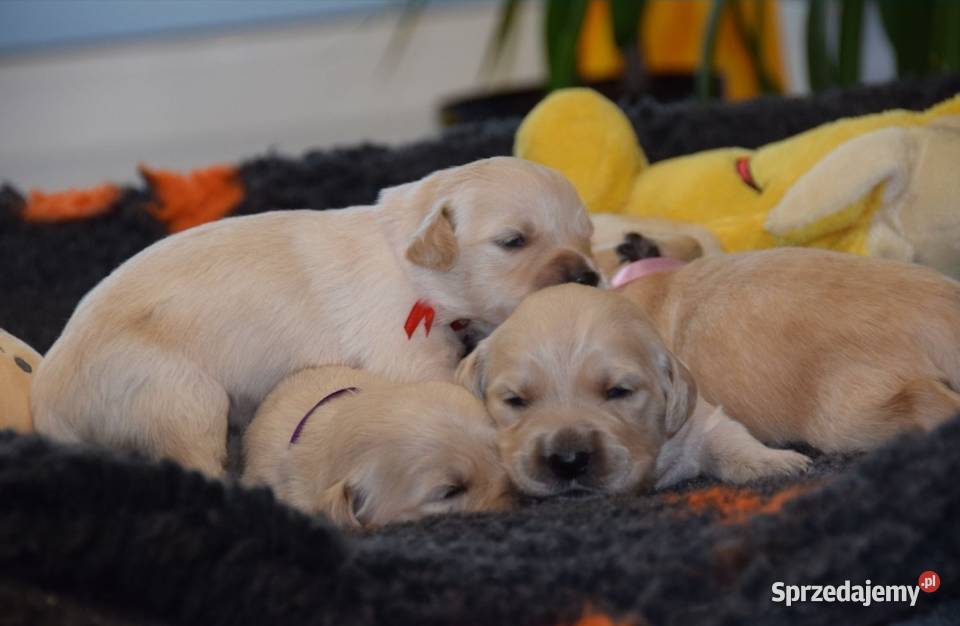 Golden Retriever szczenięta ZKWP FCI mazowieckie Łochów sprzedam