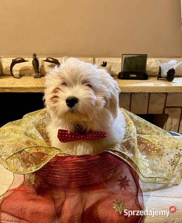 Hawańczyk JERRY ulubiony kot Frediego Mercury Pogórze