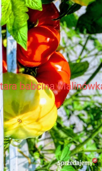 Stara Babcina Malinówka 50 lat Nasiona kolekcja małopolskie Kraków