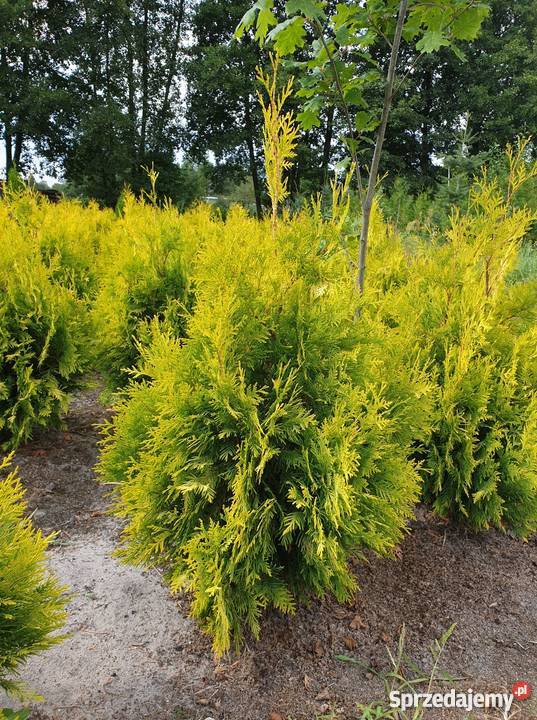 Tuja Smaragd Szmaragd 120 PROMOCJA gruba gęsta łódzkie Rydzyny