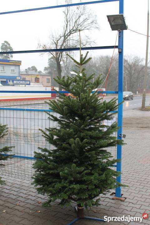 choinka z dowozem Warszawa sprzedam