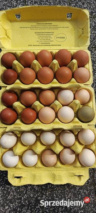 Jaja Jajka wiejskie eko Konsumpcyjne i Lęgowe Jaja Jastrzębie-Zdrój