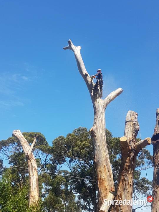 wycinka drzew koronacja Myszków