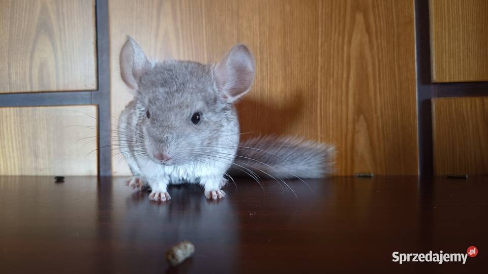 Szynszyle szynszyla młode kolorowe Gryzonie Jastrzębie-Zdrój