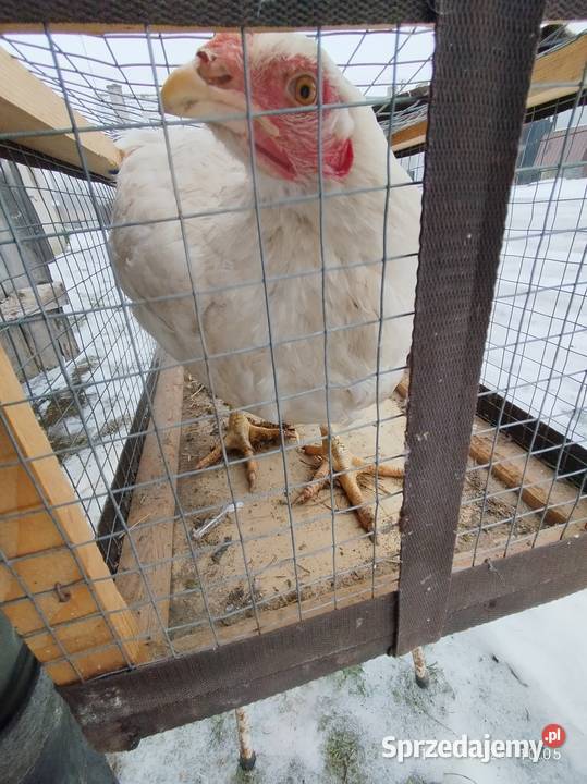 Kurczak mięsny brojer Szubin