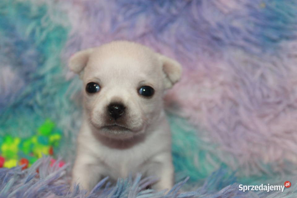 Chihuahua długowłosy chłopiec ZKwP FCI Prawdziwy Świnoujście