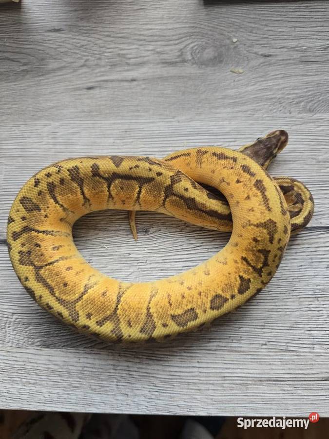 Pyton królewski samica z 2025 Suwałki sprzedam