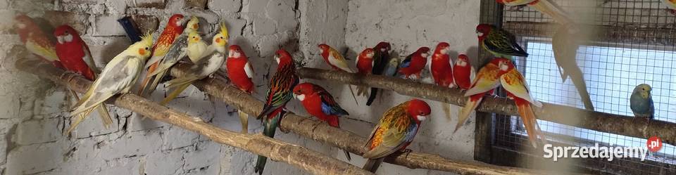 Papugi rozelle białolice śląskie Wodzisław Śląski sprzedam