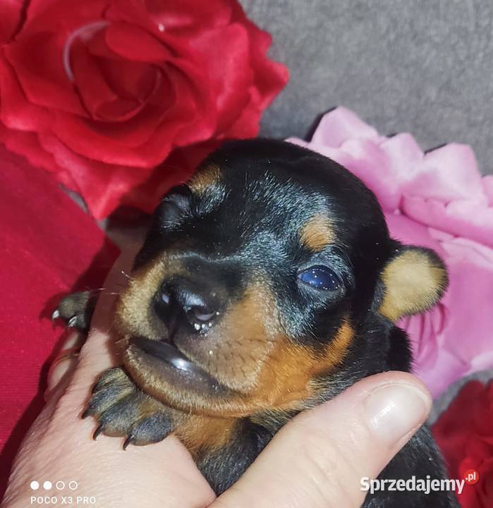 Szczenięta Pinczer Miniaturowy ZKWP fci Łochów