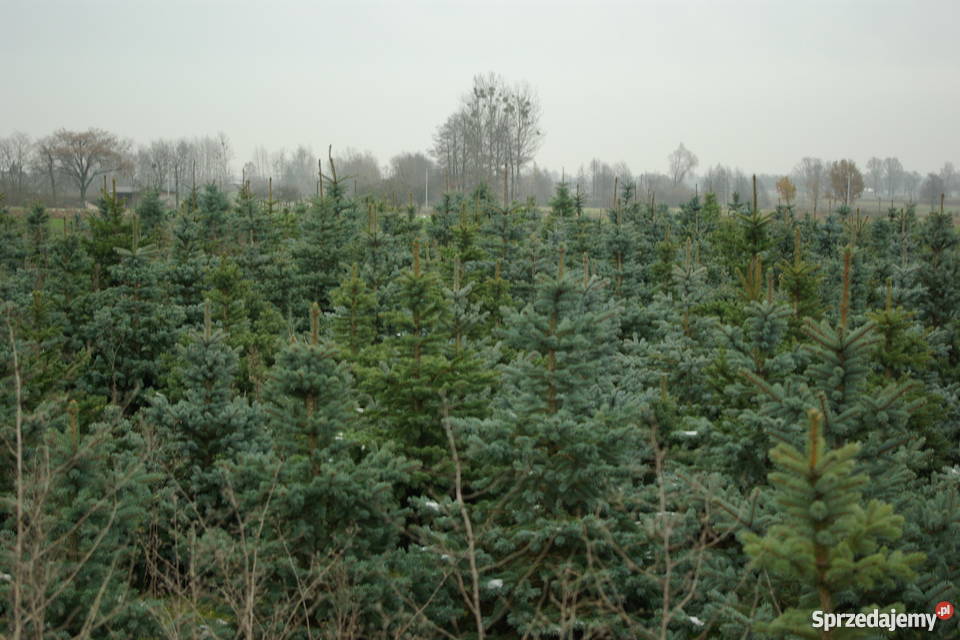 choinkiplantacja świerka srebrnego Rośliny Głuchów