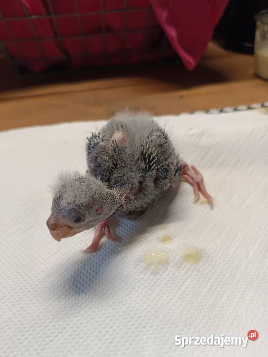 Papuga ręcznie karmiona oswojona Warszawa