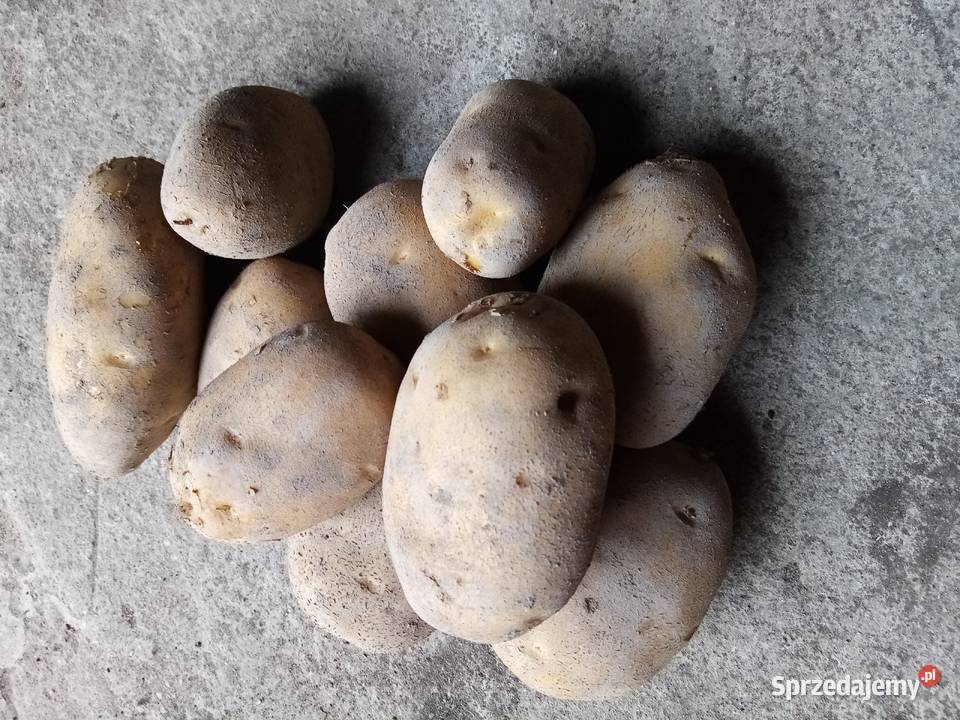 Ziemniaki jadalne Jurek Urszulin