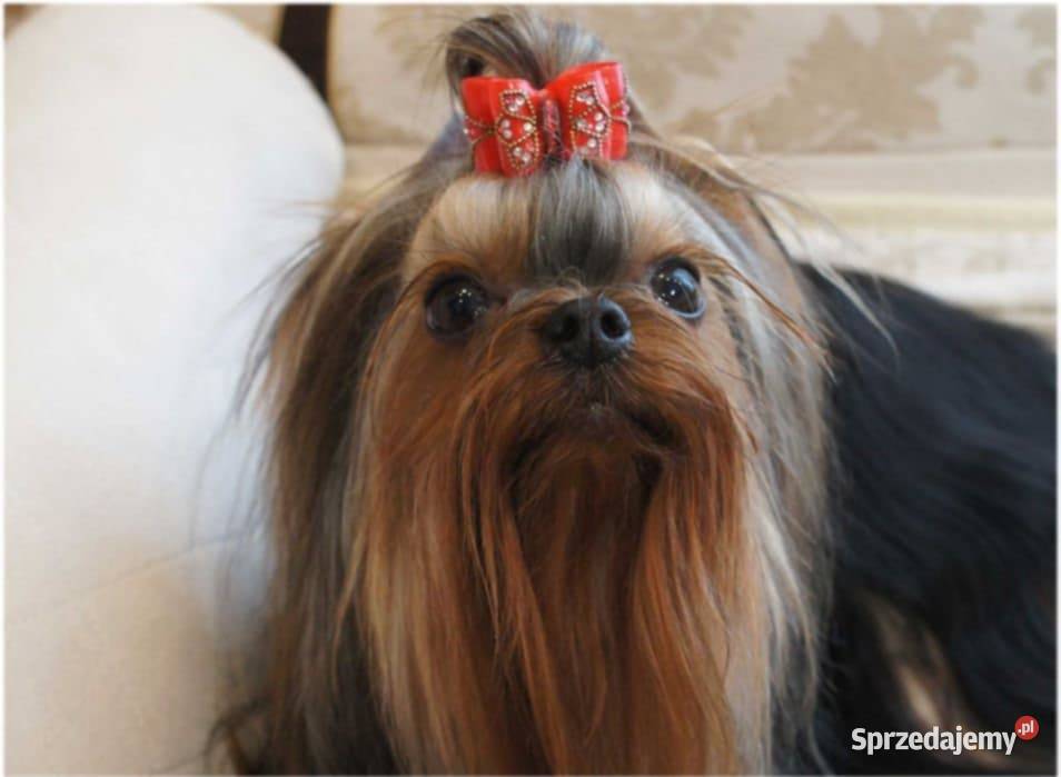 Śliczne szczenięta rodowodowe York