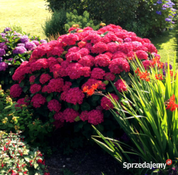 HORTENSJA ALPENGLUHEN sadzonki w doniczkach Ustronie