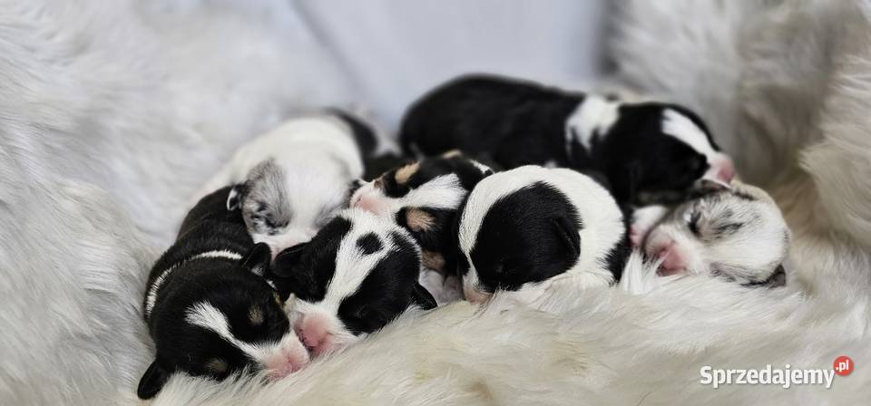 Welsh Corgi Cardigan dziewczynka suczka Pszów