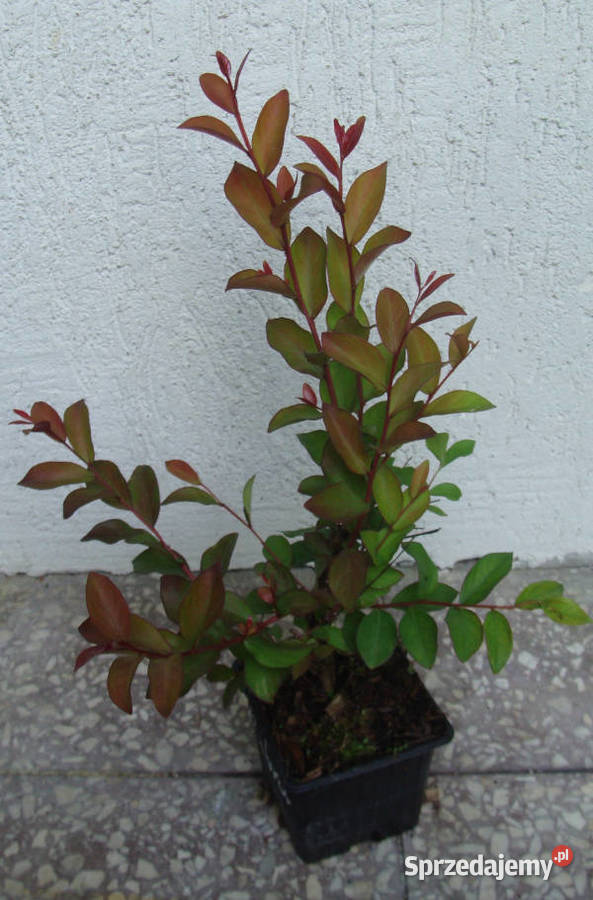 LAGERSTROEMIA MAGNIFICA RUBRA sadzonki w Liściaste Ustronie