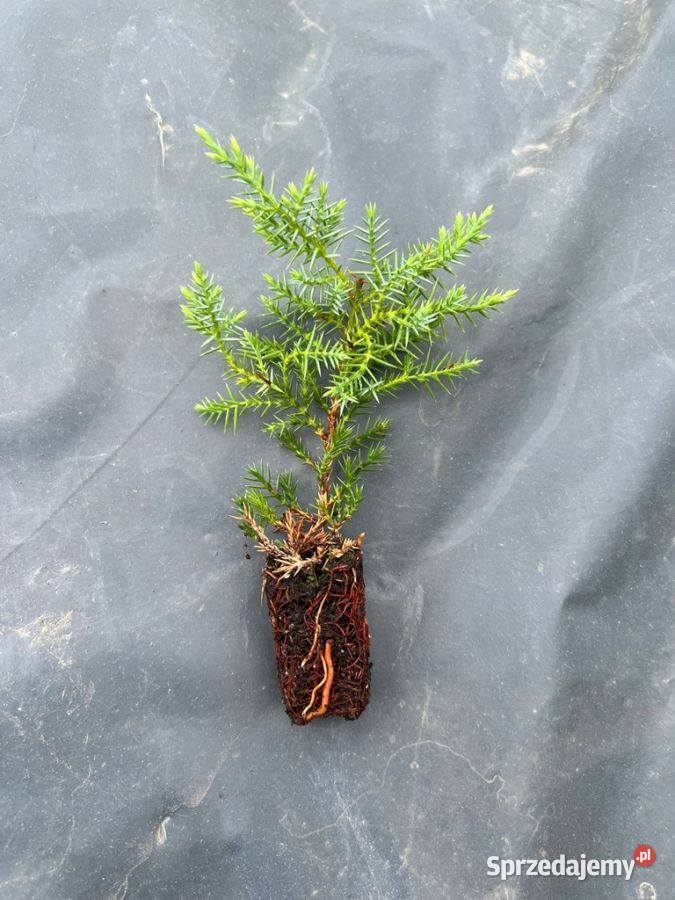 Jałowiec Pfitzera Golden Kissen Juniperus Skrzyszów