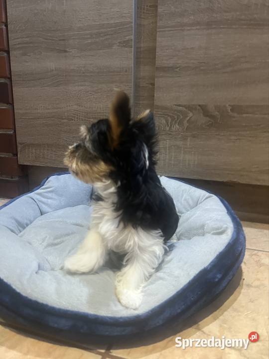 York Biewer piesek lubuskie