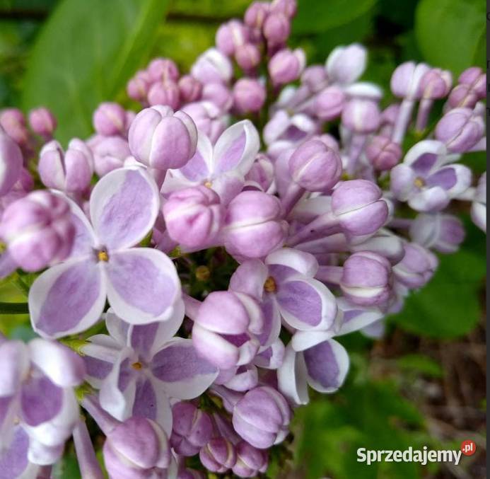 Bzy lilaki Syringa odmiany różne mayera Knurów sprzedam