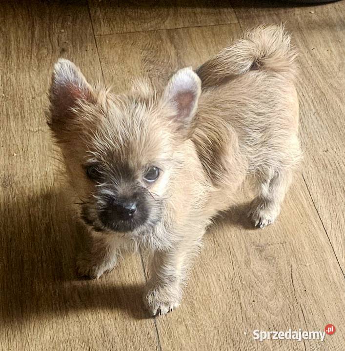 Yoreczka śliczna dziewczynka złota Częstochowa