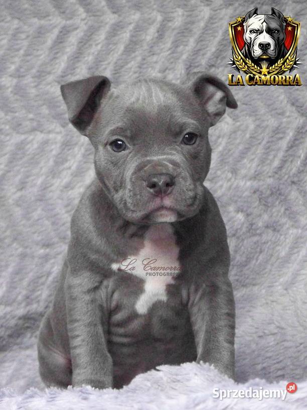 American Staffordshire Terrier Blue Amstaff Amstaff Paczków sprzedam