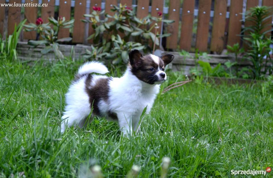 śliczny PAPILLON Spaniel Miniaturowy szczeniak Pionki