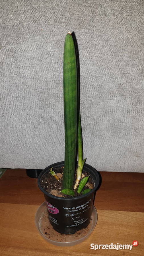 Sansewieria cylindryczna gruba 2 Warszawa