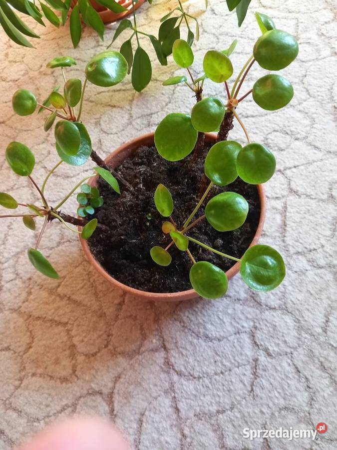 Pieniążki do hodowli albo rozmnożenia Sosnowiec