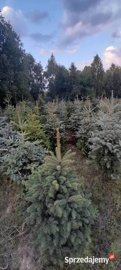 Likwidacja plantacji sprzedaż choinka świerk Tomaszów Mazowiecki