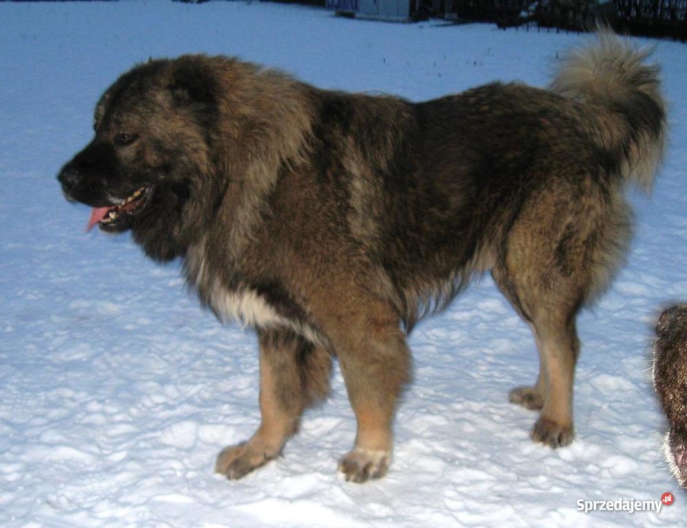 Owczarek Kaukaski Inowrocław