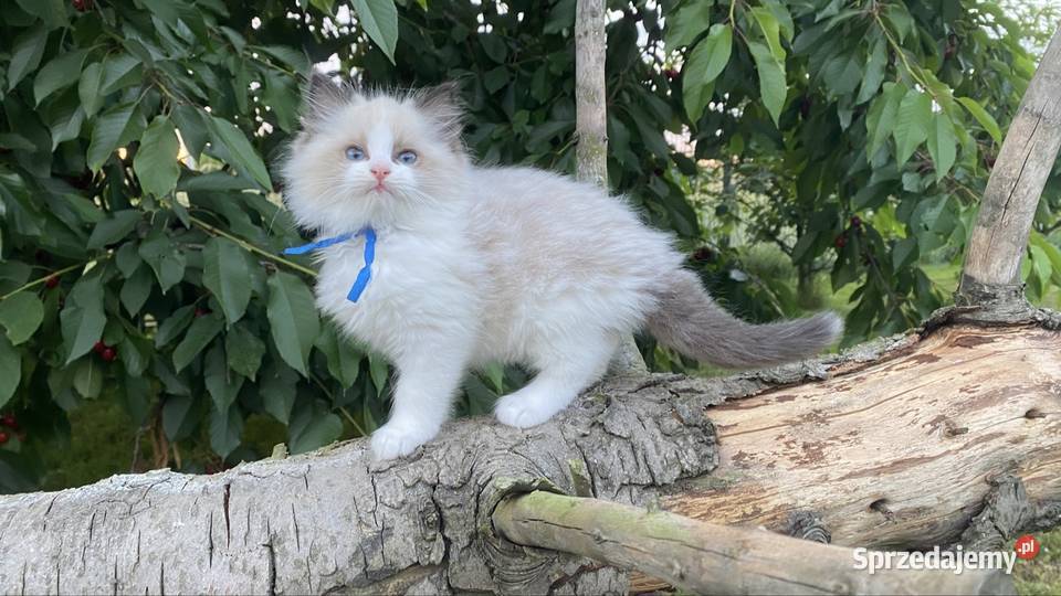 Kocurek ragdoll prawdziwy międzynarodowy rodowód Ragdoll Katowice