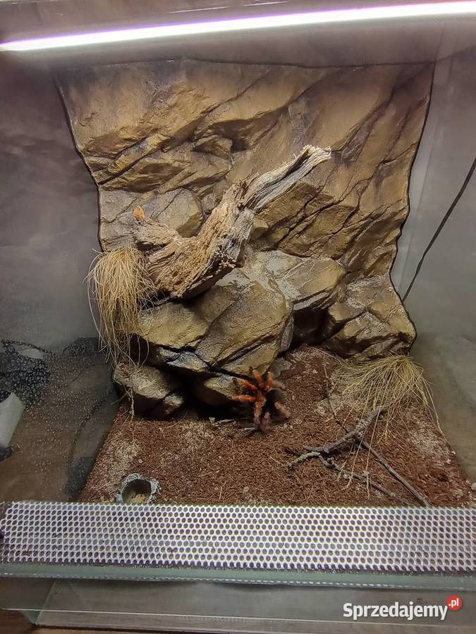Terrarium ścianka 40x40x40 Terrarystyka sprzedam