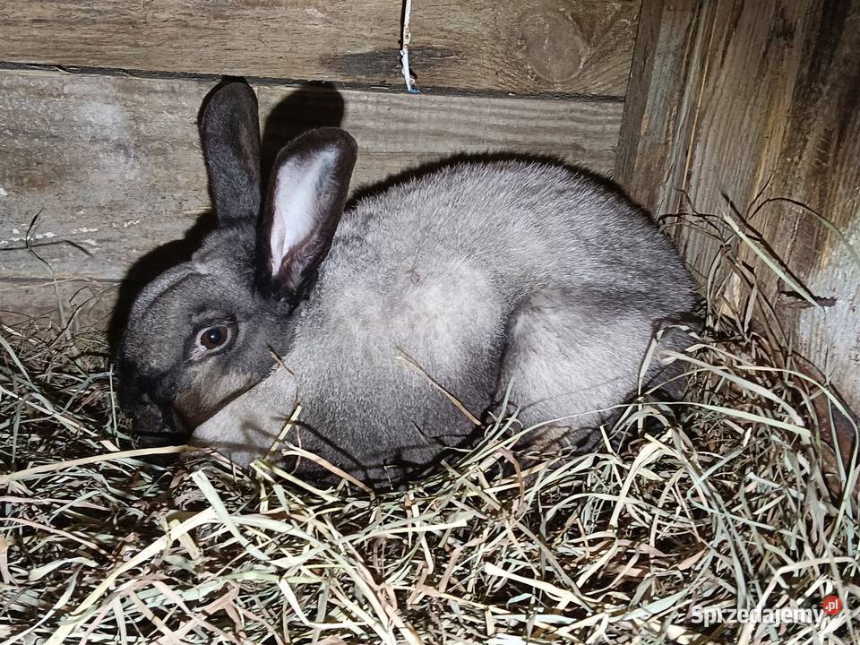Królik samica z rodowodem Łebno