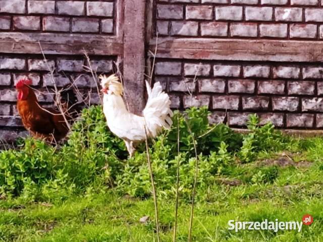 Kogut czubatka Ptaki Gorzkowice