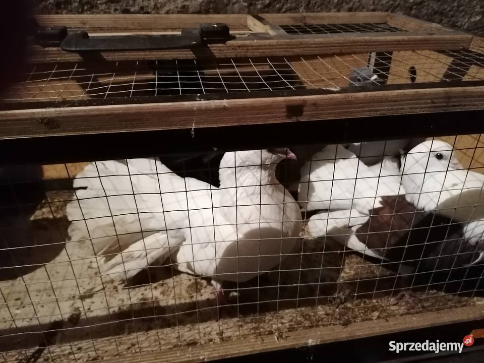 Sprzedam gołębie krymki wyszwance pawie kariery sprzedam