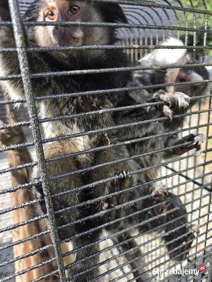 Marmozety białouche dolnośląskie Bolków
