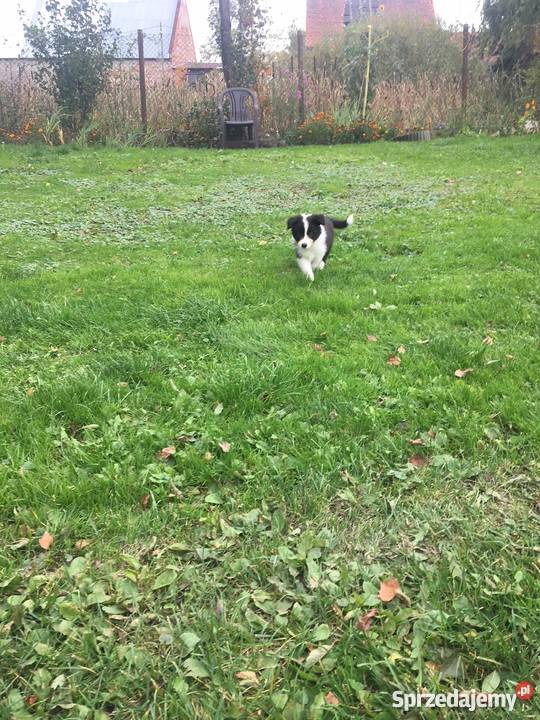 SUCZKI rasy Border Collie Namysłów