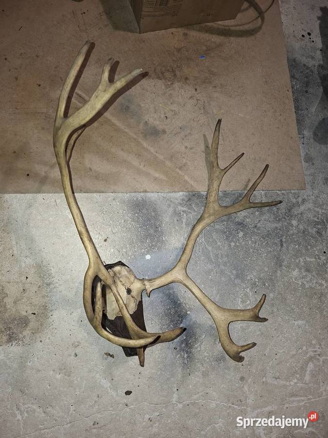 Rogi Poroże Renifera Antyki, Sztuka, Kolekcje świętokrzyskie Kielce