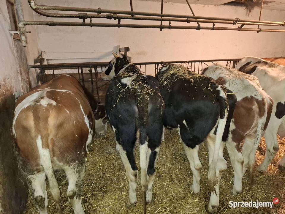 Jałówki wysoko cielne wycielenia styczeńluty Giełda zwierząt Radzanów