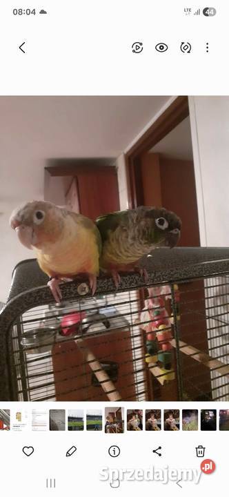 Sprzedam rudosterki Łoniów