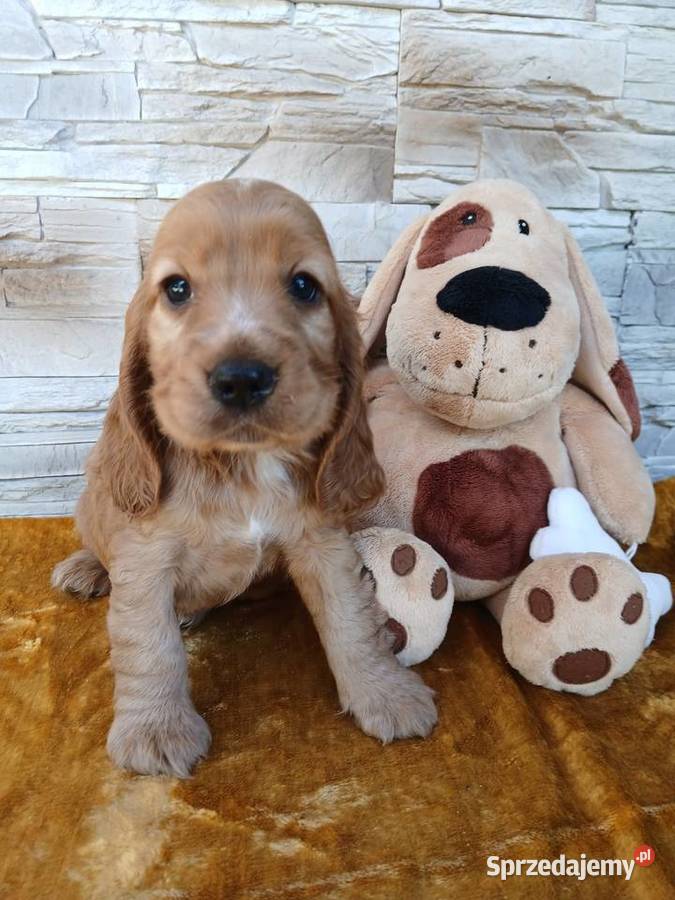 Śliczne Szczenięta Cocker Spaniel Angielski Sieradz