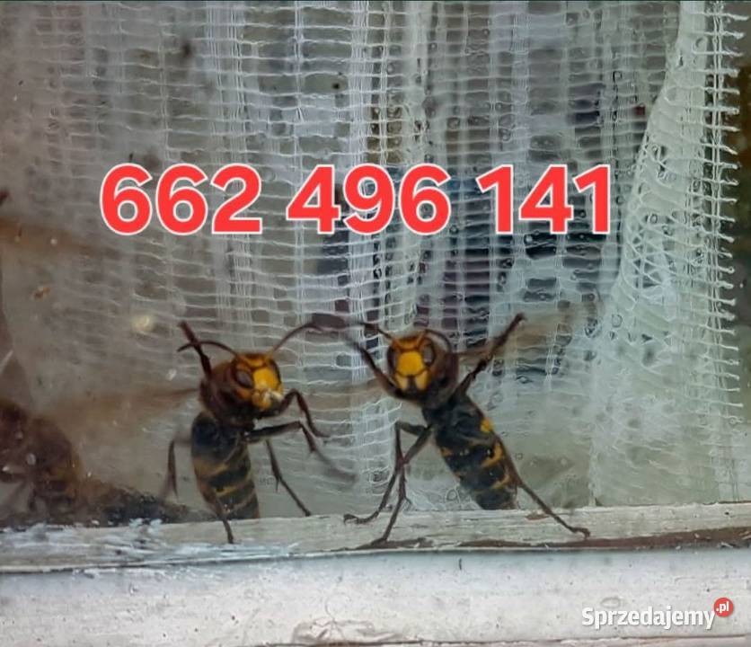 Usuwanie gniazd os i szerszeni Radom
