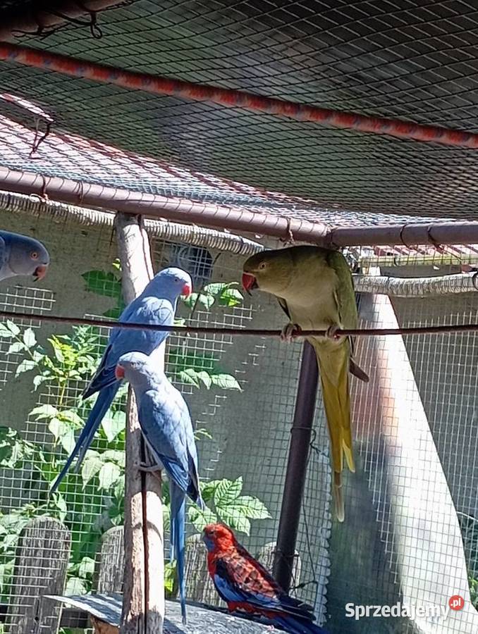 Aleksandretta obrożna Ochodza